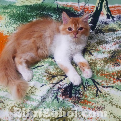 persian male cat kitten